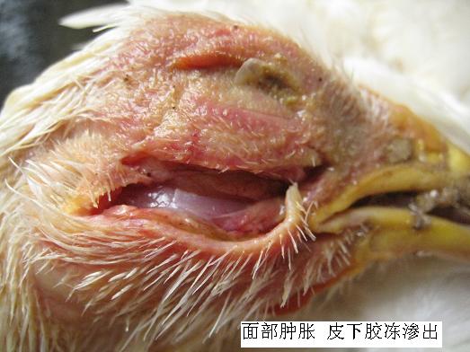 ʕr(sh)(yng)ԓʲôλʲôλl(f)ʲô