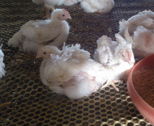 A(y)ίټθ׵Чˎ---c